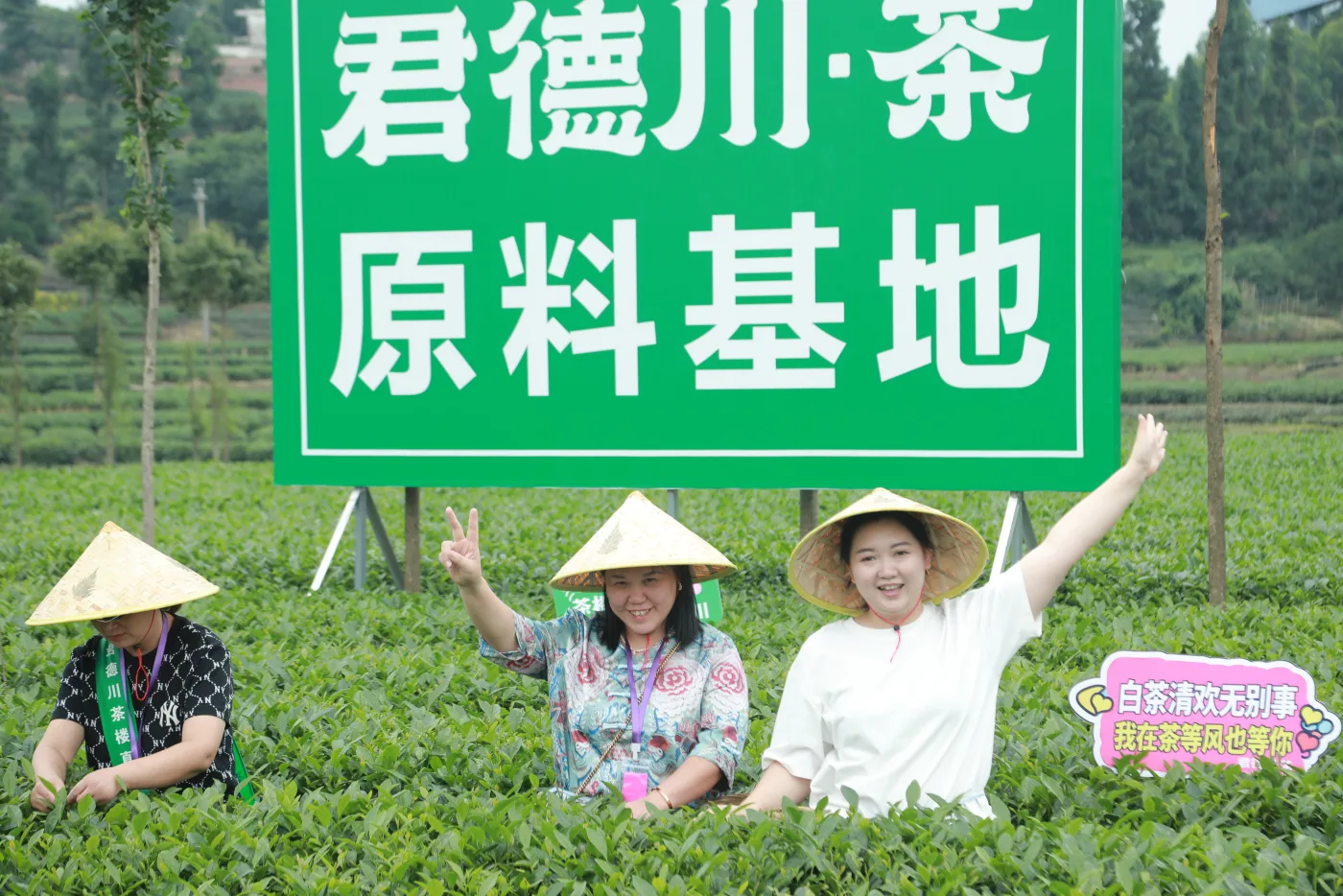 君德川茶原料基地